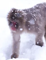 雪地里的红脸猴子图片