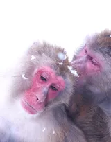 雪地里的红脸猴子图片