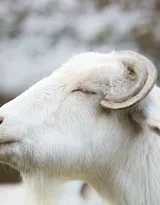 山羊图片，长长胡子的山羊