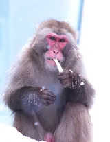 雪地里的红脸猴子图片