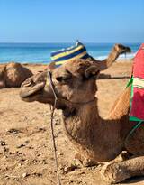 沙漠里的交通工具骆驼图片
