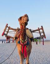 沙漠里的交通工具骆驼图片