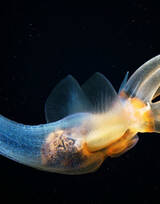 海洋生物摄影，浮浪幼虫水母唯美图片