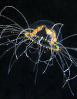 海洋生物摄影，浮浪幼虫水母唯美图片