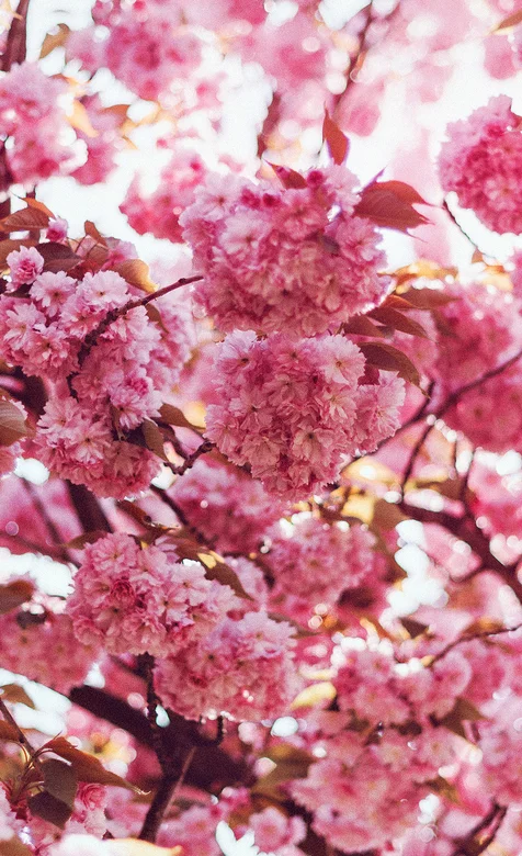 开满枝头的粉色樱花手机壁纸 – 高清 桌面壁纸 开放版权素材 免费下载 手机电脑通用背景图