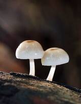 森林里，草地上，菌类 野生菌 蘑菇 森林 美味图片