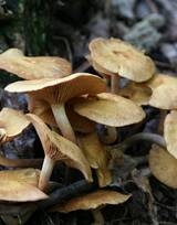 森林里，草地上，菌类 野生菌 蘑菇 森林 美味图片