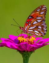 美丽的蝴蝶，采花蜜的蝴蝶摄影美图