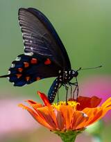 美丽的蝴蝶，采花蜜的蝴蝶摄影美图