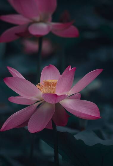 睡莲，花开正艳的湖中睡莲，莲花图片