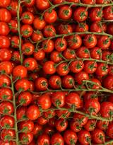 满屏的西红柿唯美摄影图片