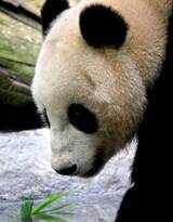 动物园的可爱熊猫，小熊猫图片