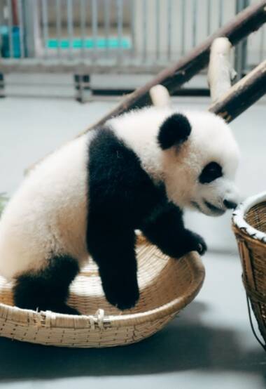动物园的可爱熊猫，小熊猫图片
