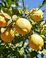 看了让人流口水水果，挂在树上成熟的柠檬果实图片