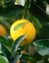 看了让人流口水水果，挂在树上成熟的柠檬果实图片