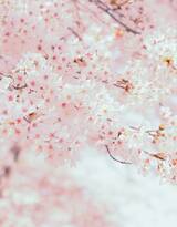 粉色小清新花朵唯美摄影美图