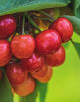 新鲜，美味，诱人的红色樱桃（车厘子）摄影图片