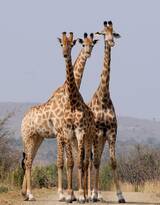 非洲最高的陆生动物长颈鹿图片