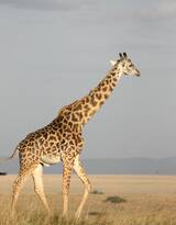 非洲最高的陆生动物长颈鹿图片