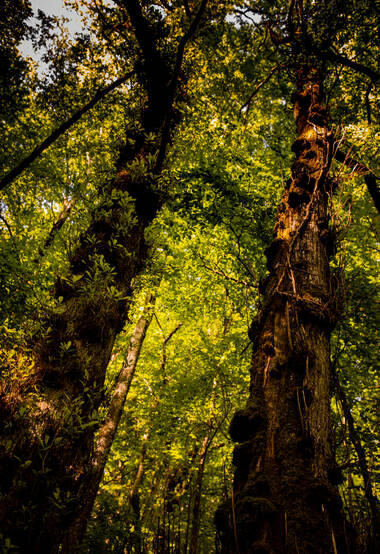 森林,枝繁叶茂的两棵大树图片