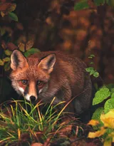 山野中的狐狸唯美摄影图片