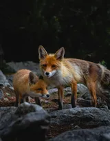 山野中的狐狸唯美摄影图片