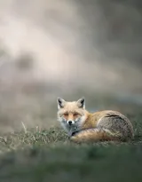 山野中的狐狸唯美摄影图片