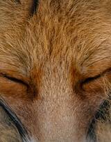 山野中的狐狸唯美摄影图片