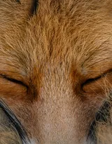 山野中的狐狸唯美摄影图片