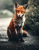 山野中的狐狸唯美摄影图片