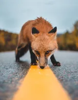 山野中的狐狸唯美摄影图片