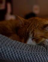 睡觉的猫咪唯美摄影图片