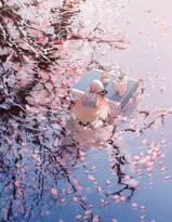 唯美浪漫的樱花，樱花树，插画手绘动漫壁纸图片