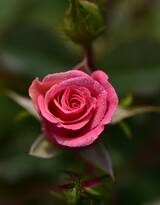 挂着晶莹露珠露水的红色玫瑰花高清图片