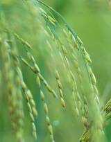 水稻，稻穗，快成熟的纯绿色小清新水稻稻穗植物图片
