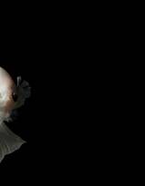 暹罗斗鱼，美丽而凶狠的暹罗斗鱼观赏鱼唯美摄影图片
