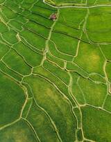 稻田无人机拍图片，一块一块错落有致的稻田唯美航拍图片