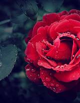 挂着晶莹露珠露水的红色玫瑰花高清图片