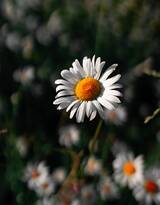 雏菊图片，山花烂漫，阳光雏菊，唯美雏菊摄影图片