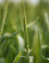 水稻，稻穗，快成熟的纯绿色小清新水稻稻穗植物图片
