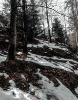 白雪皑皑，大雪覆盖下的森林树木，杉树，松树唯美景色图片