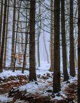 白雪皑皑，大雪覆盖下的森林树木，杉树，松树唯美景色图片