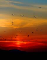 夕阳下，飞翔在天空中的大雁唯美意境图片