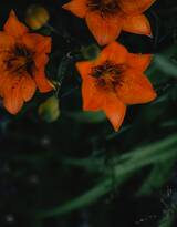 百合花，橙色花朵的美丽百合花唯美高清摄影美图图集