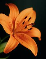 百合花，橙色花朵的美丽百合花唯美高清摄影美图图集