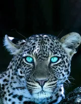 璀璨粒子豹·奇幻星光风 艺术创作 神秘生物各类的豹子超清手机壁纸图片大全