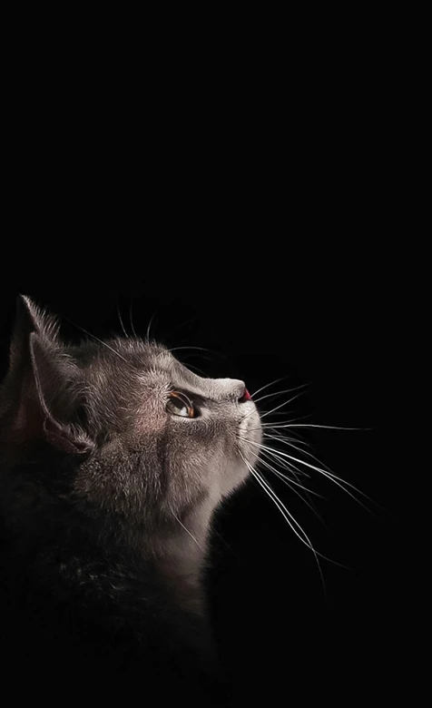 暗黑风灰猫仰头特写 高冷氛围感手机壁纸精选 – 高清 桌面壁纸 开放版权素材 免费下载 手机电脑通用背景图