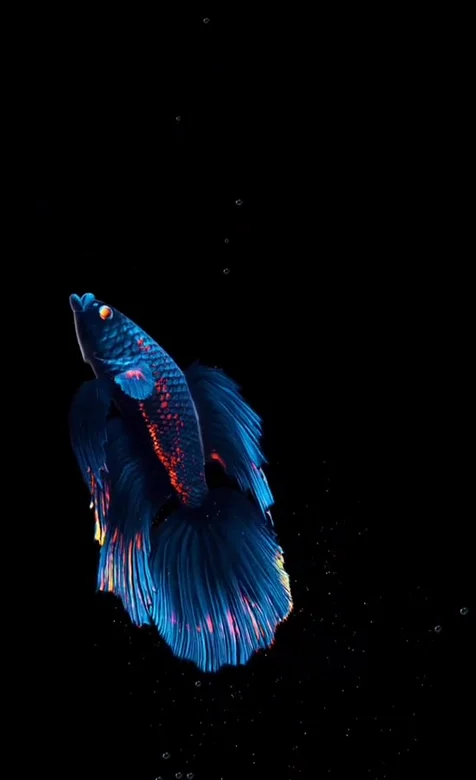 梦幻灵动斗鱼·蓝红鳞纹飘逸尾鳍·暗黑唯美动态手机壁纸 – 高清 桌面壁纸 开放版权素材 免费下载 手机电脑通用背景图