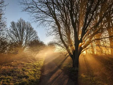 森林丁达尔效应