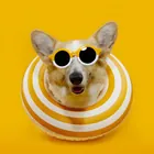 黄色类、黄色的图片